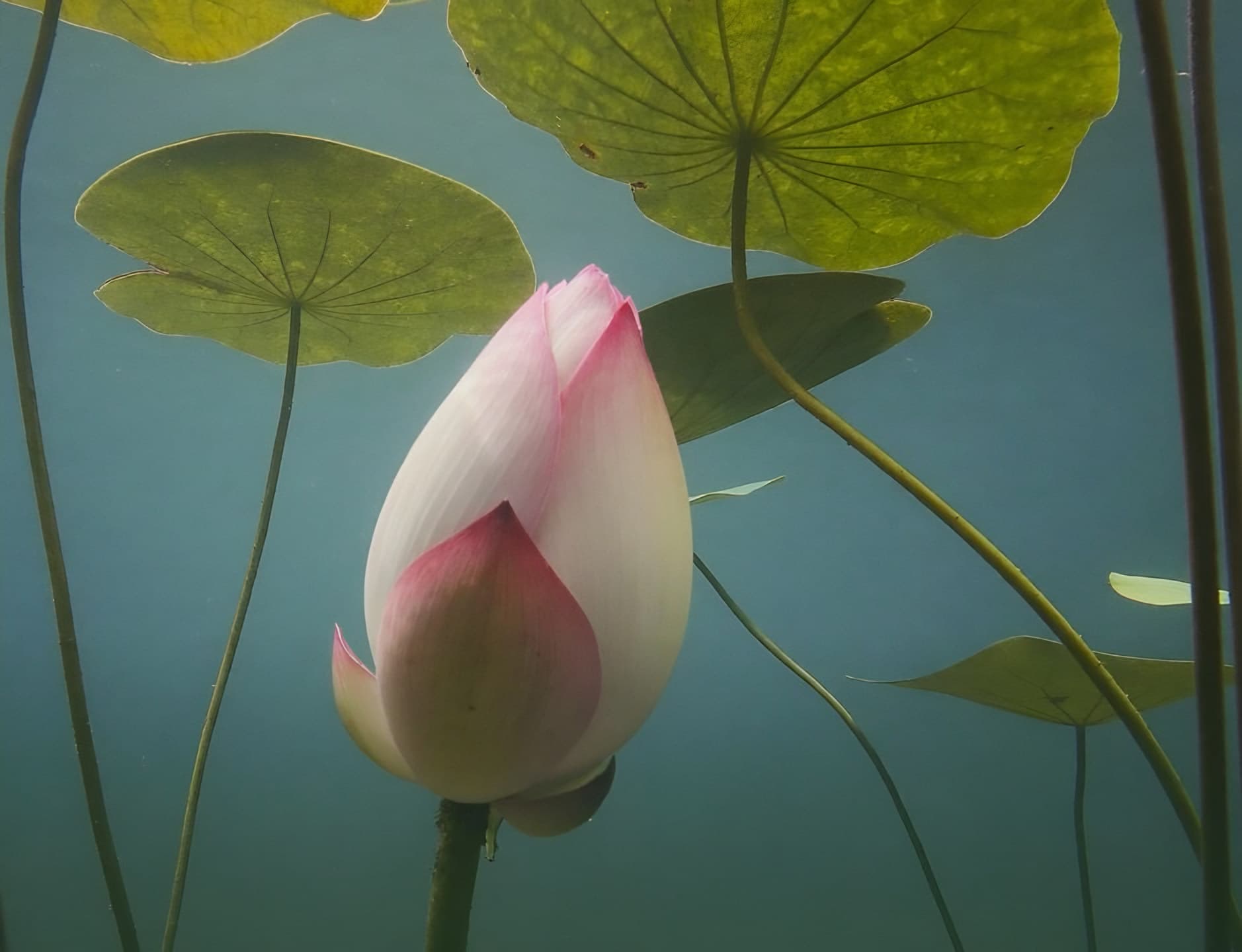 A lotus bud underwater, beneath the floating leaves