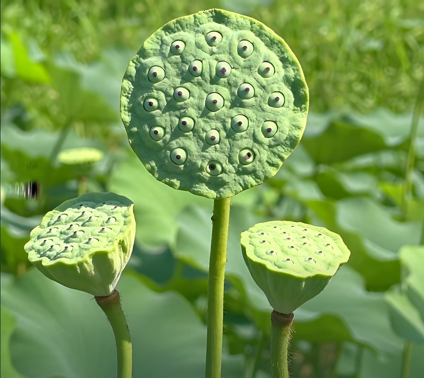 Lotus seed pods standing on their stems