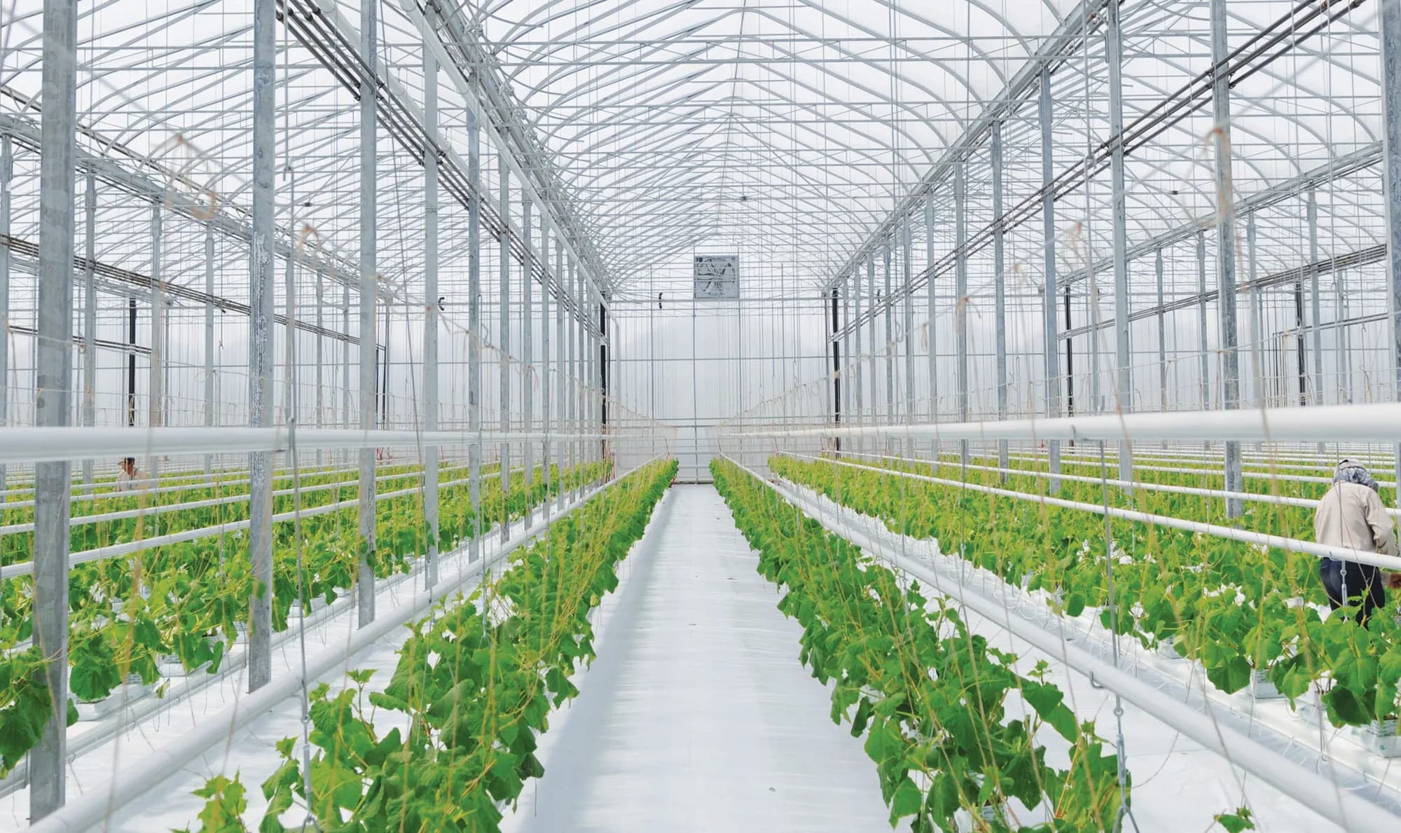 Inside the greenhouse: two long rows of hydroponic vegetation running the length of a white steel house
