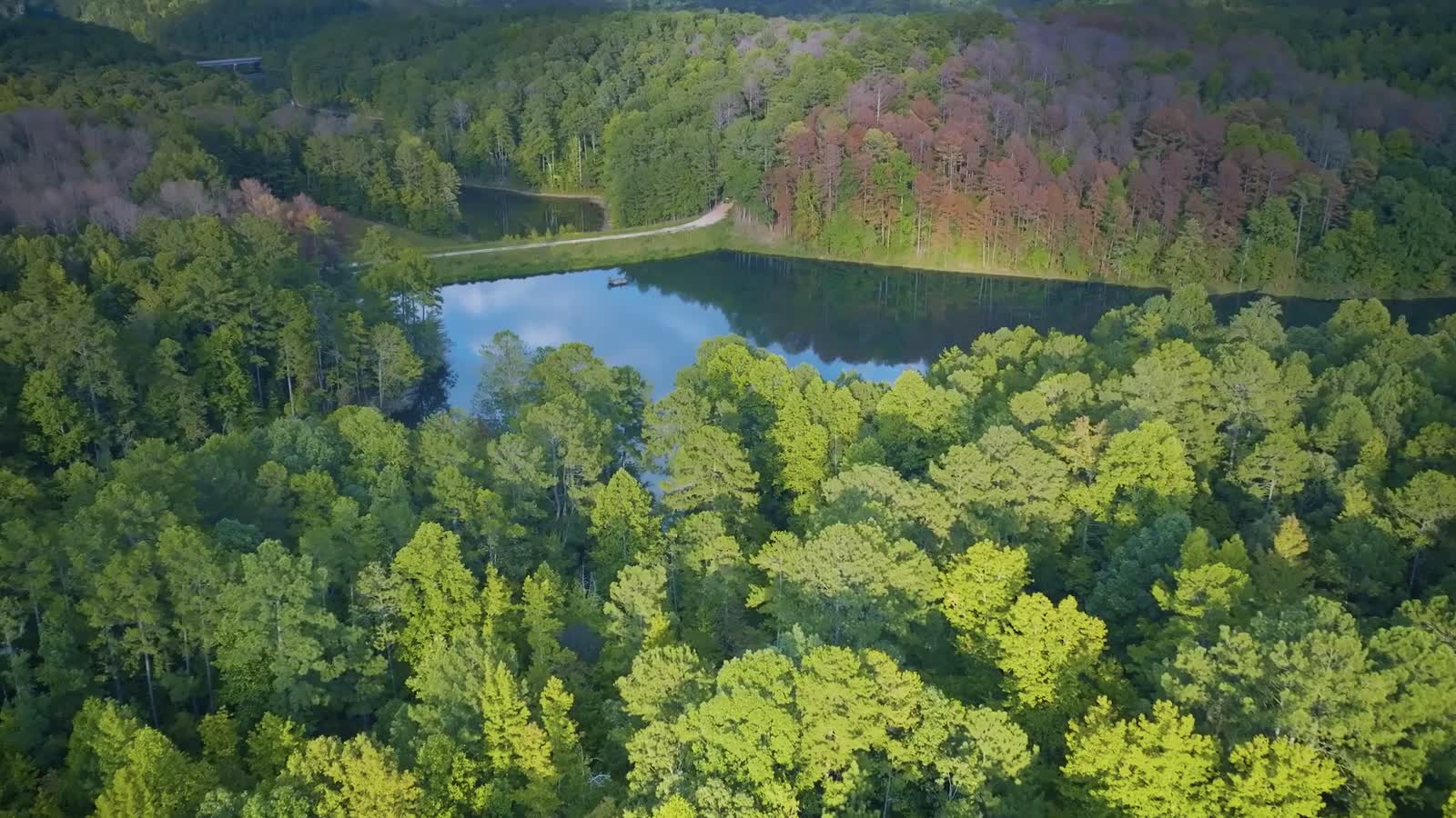 An aerial view over the forest and lake at Nutrition Nest